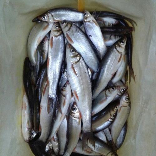 钓黄尾鲴的最佳饵料测评