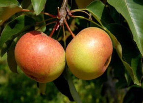 山东苹果品种排名
