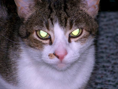 猫身上光信号闪红灯原因 揭示猫身上光信号闪红灯的原因