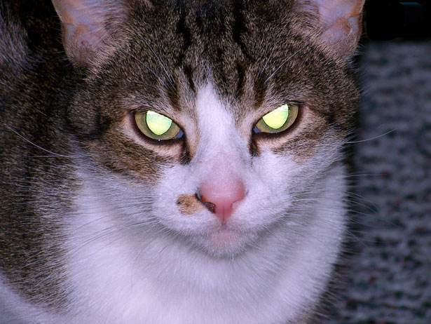 猫身上光信号闪红灯原因