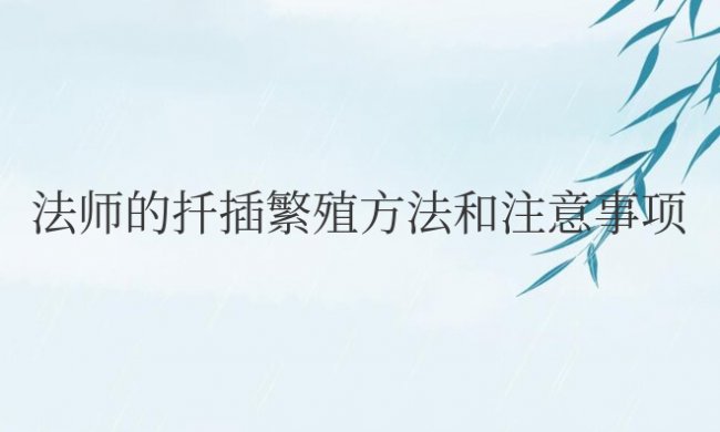 法师的扦插繁殖方法和注意事项