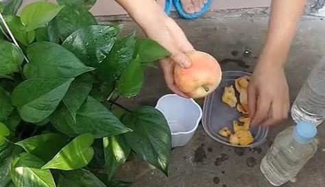 苹果皮泡水浇花有什么好处和坏处
