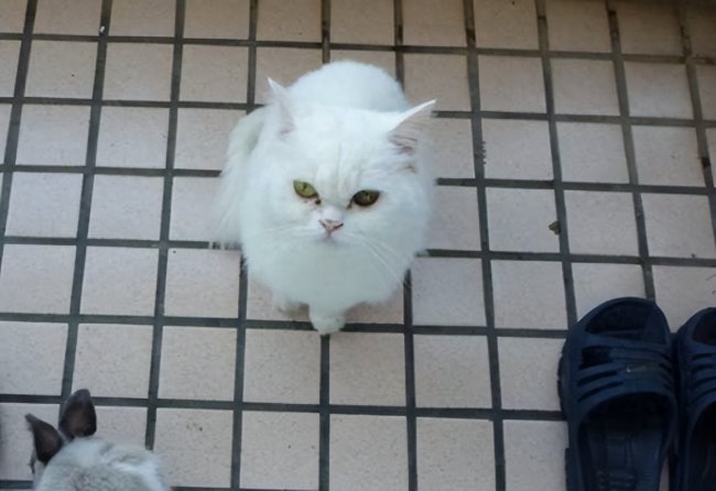 猫死不闭眼预示着什么