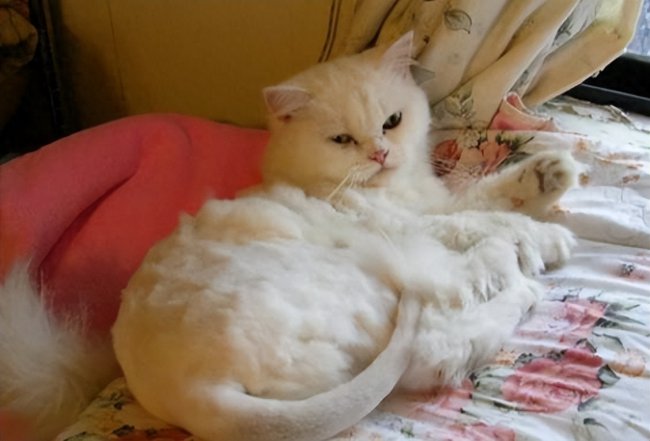猫死不闭眼预示着什么
