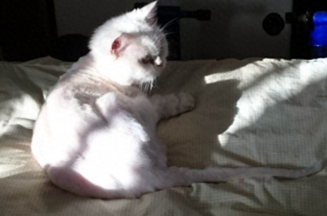 猫死不闭眼预示着什么
