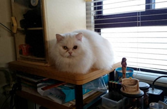 猫死不闭眼预示着什么