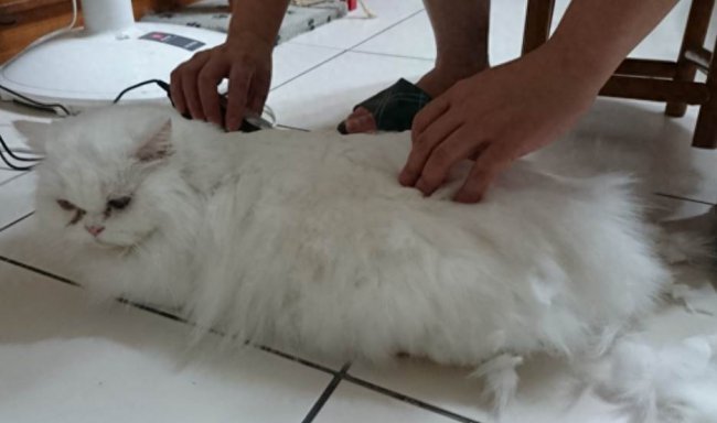 猫死不闭眼预示着什么