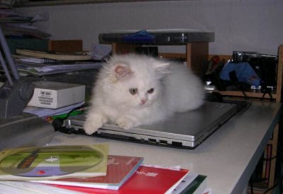 猫死不闭眼预示着什么 猫咪临终前的告别信号
