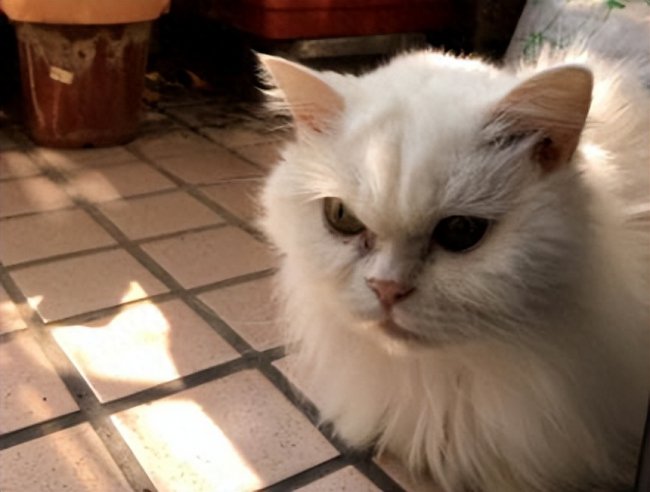 猫死不闭眼预示着什么
