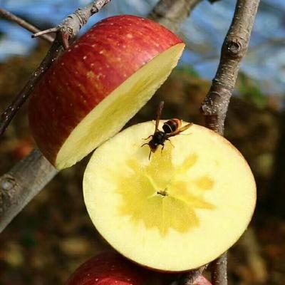 冰糖心苹果是特殊的品种吗