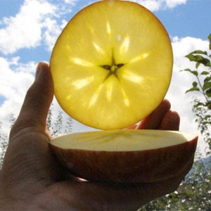 冰糖心苹果是特殊的品种吗 苹果冰糖心的形成条件