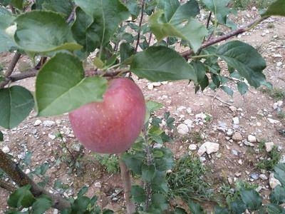 冰糖心苹果是特殊的品种吗
