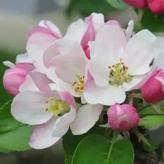 苹果花是什么颜色的花?什么形状的?