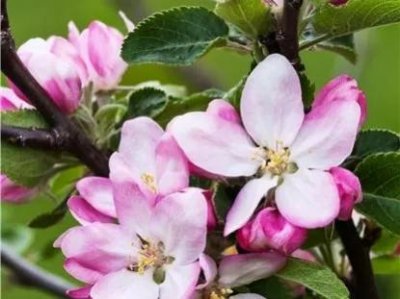 苹果花是什么颜色的花？什么形状的？