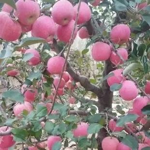 苹果花是什么颜色的花?什么形状的?