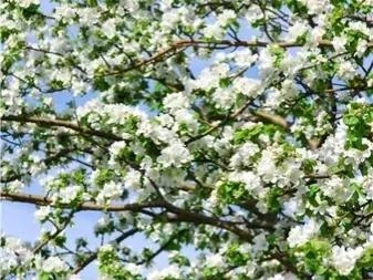 苹果花是什么颜色的花?什么形状的?
