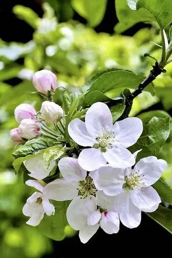 苹果花是什么颜色的花?什么形状的?