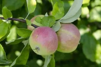 苹果花是什么颜色的花?什么形状的?