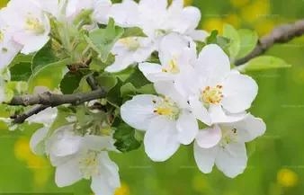 苹果花是什么颜色的花?什么形状的?