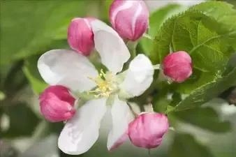 苹果花是什么颜色的花?什么形状的?