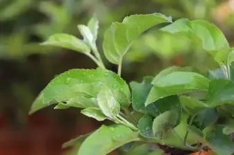 苹果花是什么颜色的花?什么形状的?