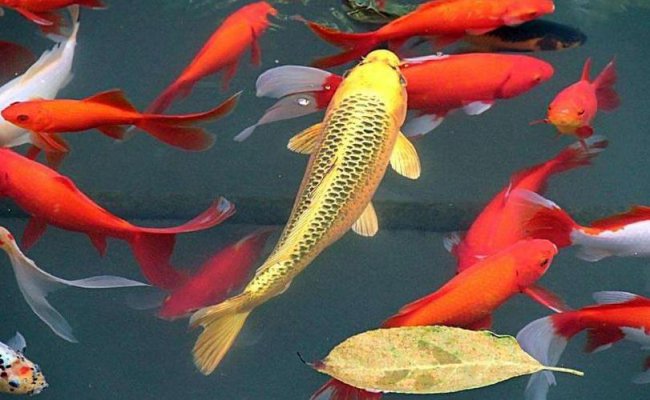 求锦鲤什么意思