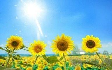 一心向阳什么意思的微信名